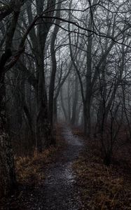 Preview wallpaper forest, fog, path, autumn