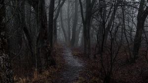 Preview wallpaper forest, fog, path, autumn