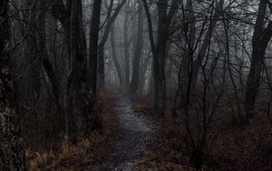Preview wallpaper forest, fog, path, autumn