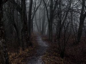 Preview wallpaper forest, fog, path, autumn