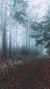 Preview wallpaper forest, fog, path, branches