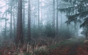 Preview wallpaper forest, fog, path, branches