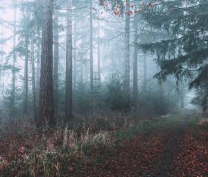 Preview wallpaper forest, fog, path, branches