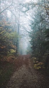 Preview wallpaper forest, fog, path, hill, nature