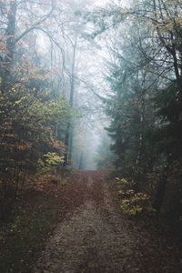 Preview wallpaper forest, fog, path, hill, nature