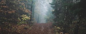 Preview wallpaper forest, fog, path, hill, nature