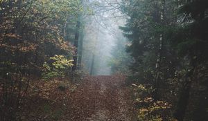 Preview wallpaper forest, fog, path, hill, nature