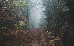 Preview wallpaper forest, fog, path, hill, nature