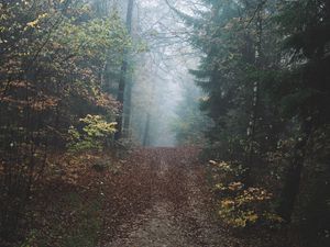 Preview wallpaper forest, fog, path, hill, nature