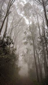Preview wallpaper forest, fog, path, trees, mist