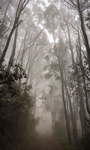 Preview wallpaper forest, fog, path, trees, mist