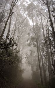 Preview wallpaper forest, fog, path, trees, mist