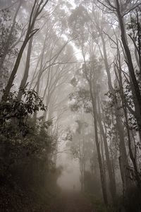 Preview wallpaper forest, fog, path, trees, mist