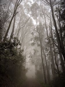 Preview wallpaper forest, fog, path, trees, mist