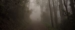 Preview wallpaper forest, fog, path, trees, mist
