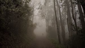 Preview wallpaper forest, fog, path, trees, mist