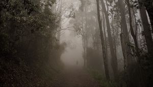 Preview wallpaper forest, fog, path, trees, mist