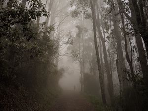 Preview wallpaper forest, fog, path, trees, mist