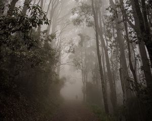 Preview wallpaper forest, fog, path, trees, mist