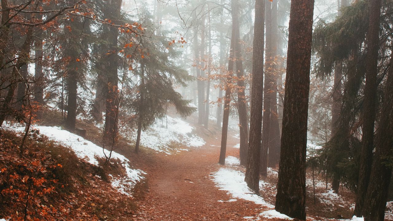 Wallpaper forest, fog, path, trees, snow