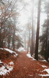 Preview wallpaper forest, fog, path, trees, snow