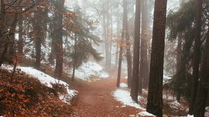Preview wallpaper forest, fog, path, trees, snow