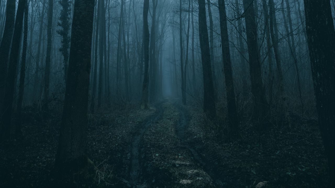 Wallpaper forest, fog, path, trees, nature hd, picture, image