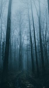 Preview wallpaper forest, fog, path, trees, nature
