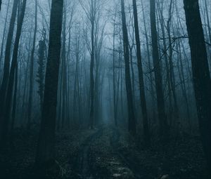 Preview wallpaper forest, fog, path, trees, nature