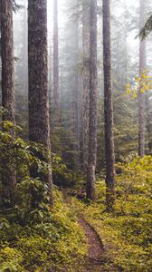 Preview wallpaper forest, fog, path, trees, bushes