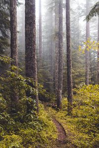 Preview wallpaper forest, fog, path, trees, bushes