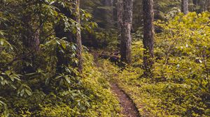 Preview wallpaper forest, fog, path, trees, bushes