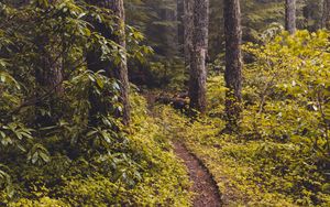 Preview wallpaper forest, fog, path, trees, bushes