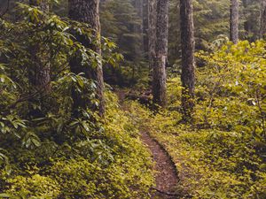 Preview wallpaper forest, fog, path, trees, bushes