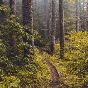 Preview wallpaper forest, fog, path, trees, bushes