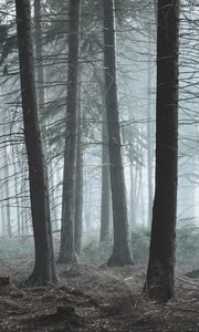 Preview wallpaper forest, fog, pine, trees, conifer