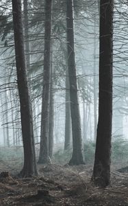 Preview wallpaper forest, fog, pine, trees, conifer