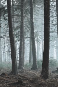 Preview wallpaper forest, fog, pine, trees, conifer