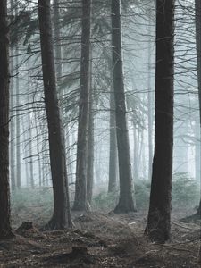 Preview wallpaper forest, fog, pine, trees, conifer