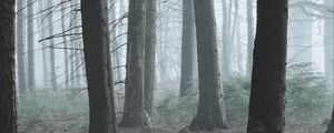 Preview wallpaper forest, fog, pine, trees, conifer