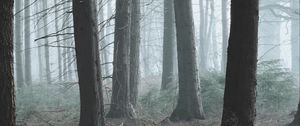 Preview wallpaper forest, fog, pine, trees, conifer