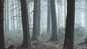 Preview wallpaper forest, fog, pine, trees, conifer