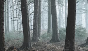 Preview wallpaper forest, fog, pine, trees, conifer