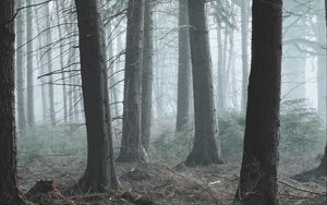 Preview wallpaper forest, fog, pine, trees, conifer