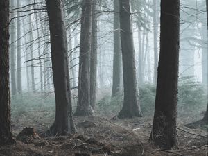 Preview wallpaper forest, fog, pine, trees, conifer