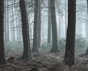 Preview wallpaper forest, fog, pine, trees, conifer