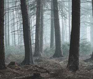 Preview wallpaper forest, fog, pine, trees, conifer