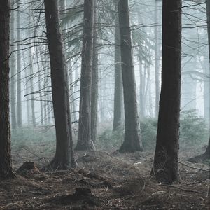 Preview wallpaper forest, fog, pine, trees, conifer