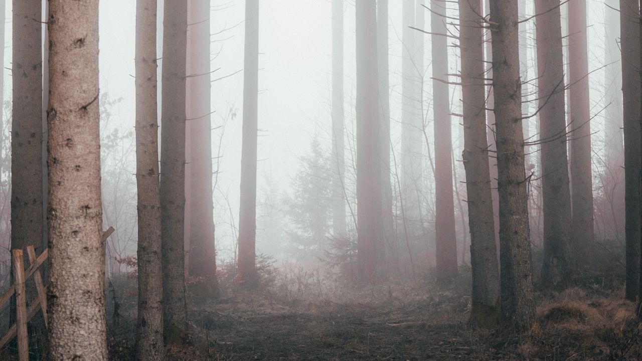 Wallpaper forest, fog, pine trees, trees, nature