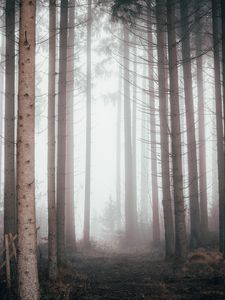 Preview wallpaper forest, fog, pine trees, trees, nature